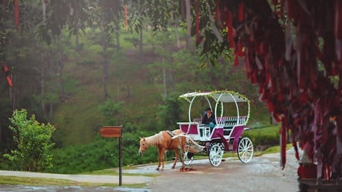 Charming horse-drawn carriage journey through a lush green park, perfect for a romantic retreat.